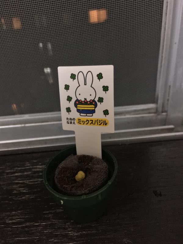 窓辺に置いた鉢